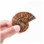 ANCLLO Spécimen d'ammonite fossile d'escargot, spécimen d'ammonite, pierres naturelles et minéraux avec histoire ancienne, style