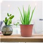 Lot de 50 Pots de en Plastique Pots de Fleurs Pots de Plantes Plastique De Plantes À Fleurs Graine De Démarrage Pot (Diamètre 12