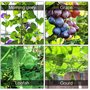 Secwell Filet de Jardin 5 x 1,8 m Filet de Maille en Nylon pour Plantes grimpantes, Filet d'escalade de qualité supérieure, File