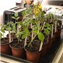 Pot de Fleur Petit, NETUME 100PCS Plastique Réutilisables Pot semis/Godets Semis,Ronds Pots Plantes/Pot de Repiquage/Pot de Cult