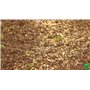 BHS GPR1 | 1kg | 100 m² | Gazon Melange Prairie | Destiné aux zones extensives qui ne nécessitent pas d’entretien | Pour le pâtu