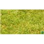 BHS GPR1 | 1kg | 100 m² | Gazon Melange Prairie | Destiné aux zones extensives qui ne nécessitent pas d’entretien | Pour le pâtu