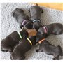 Lot de 12 Colliers d'Identification pour Chiots et Chatons. Ruban doux, réglable et Auto-Adhésif
