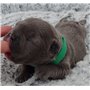 Lot de 12 Colliers d'Identification pour Chiots et Chatons. Ruban doux, réglable et Auto-Adhésif