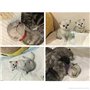 Lot de 12 Colliers d'Identification pour Chiots et Chatons. Ruban doux, réglable et Auto-Adhésif