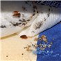Polti Cimex Eradicator Nettoyeur Vapeur pour l'Extermination des Punaises de Lit, Sans Insecticide, Vapeur Sèche Saturée Surchau