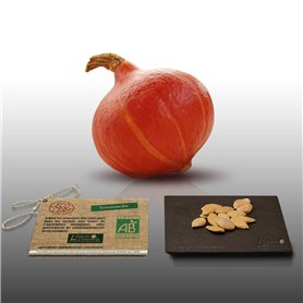 12 graines Bio à semer - Le Grenier d'Abondance - COURGE POTIMARRON - Certifié AB - Cucurbita maxima