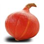 12 graines Bio à semer - Le Grenier d'Abondance - COURGE POTIMARRON - Certifié AB - Cucurbita maxima