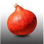 12 graines Bio à semer - Le Grenier d'Abondance - COURGE POTIMARRON - Certifié AB - Cucurbita maxima
