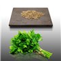 500 graines Aromatiques à semer - Le Grenier d'Abondance - PERSIL COMMUN PLAT - Petroselinum crispum