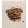 500 graines Aromatiques à semer - Le Grenier d'Abondance - PERSIL COMMUN PLAT - Petroselinum crispum