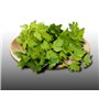 500 graines Aromatiques à semer - Le Grenier d'Abondance - PERSIL COMMUN PLAT - Petroselinum crispum