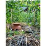 POTERIE D'ARROSAGE OYAS A ENTERRER 5 litres – AUTONOMIE 1 Semaine – Potager ET Jardin – OLLAS Terre Cuite – Fabrique en France -