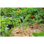 5L – BACS Potager-Pots-MASSIFS-OLLAS Terre Cuite – Fabrique en France. Solution d'irrigation écolo