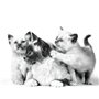 Royal Canin Mother & Babycat | 400 g | Aliments secs pour chats | Spécialement conçu pour le chat et ses chatons | Pour renforce