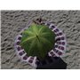 VON LILIENFELD® Parapluie Toit de palmiers Ouverture Automatique Résistant au Vent Canne Grand Robuste