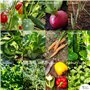 Kit de graines de légumes prêt à pousser OwnGrown, 12 légumes incontournables à planter en un set pratique, Assortiment graines 