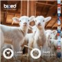 biped 2 paires de semelles en laine d'agneau - Semelles d'hiver extra-épaisses à découper - Semelles en laine chauffantes pour h