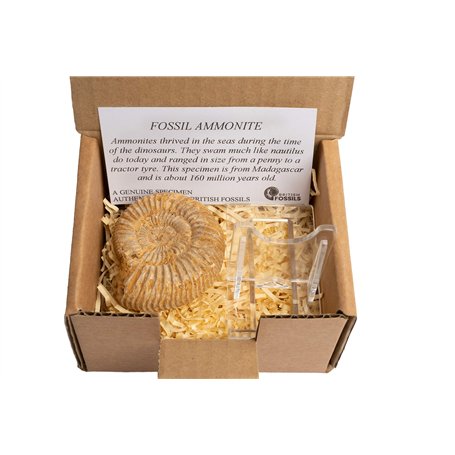 Véritable ammonite malgache dans un coffret cadeau avec support – 160 millions d'années