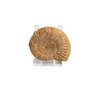 Véritable ammonite malgache dans un coffret cadeau avec support – 160 millions d'années
