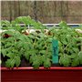 BELLE VOUS Lot de 500 Etiquette Potager en Plastique Multicolore - 10 x 2 cm - Pancarte Jardin Potager/Etiquette Jardin Imperméa
