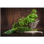 8700 Graines d'Herbes