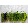 Kit de Jardinieres Exterieur Pour