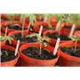 HERBAL AGE Cultivez Votre Propre Potager – 12 Variétés De graines De légumes, 5100 graines Prêtes A Etre Cultivées – Kit De Plan