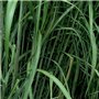6 x Miscanthus Floridulus - Giganteus - Miscanthus géant godet 9cm x 9cm