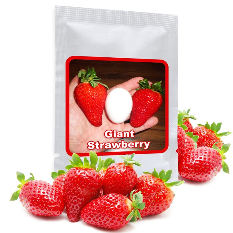 SEMENCES DE FRAISES GÉANTES 