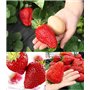 SEMENCES DE FRAISES GÉANTES "Giant" / Fragaria ananassa/ca.100 graines