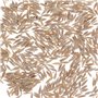 Graines Bio de Batlle - Laitue Romaine Blonde (2g)