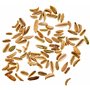 Graines aromatiques de Batlle - Fenouil de Florence (10g)
