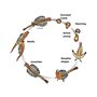 Aqua Dragons |Underwater World Essentials | Jouet STEM éducatif, Faites grandir un animal de compagnie facile pour les enfants -