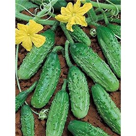 10 graines semences cornichon vert de paris espèce historique fruit légumes potager