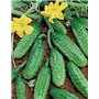 10 graines semences cornichon vert de paris espèce historique fruit légumes potager
