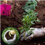 Mein HERZ 500 Pcs Sacs à Plantes Non Tissé Biodégradables - Tissu Pour Semis et Croissance d'Élevage - Tomates, Fleurs et Plus -