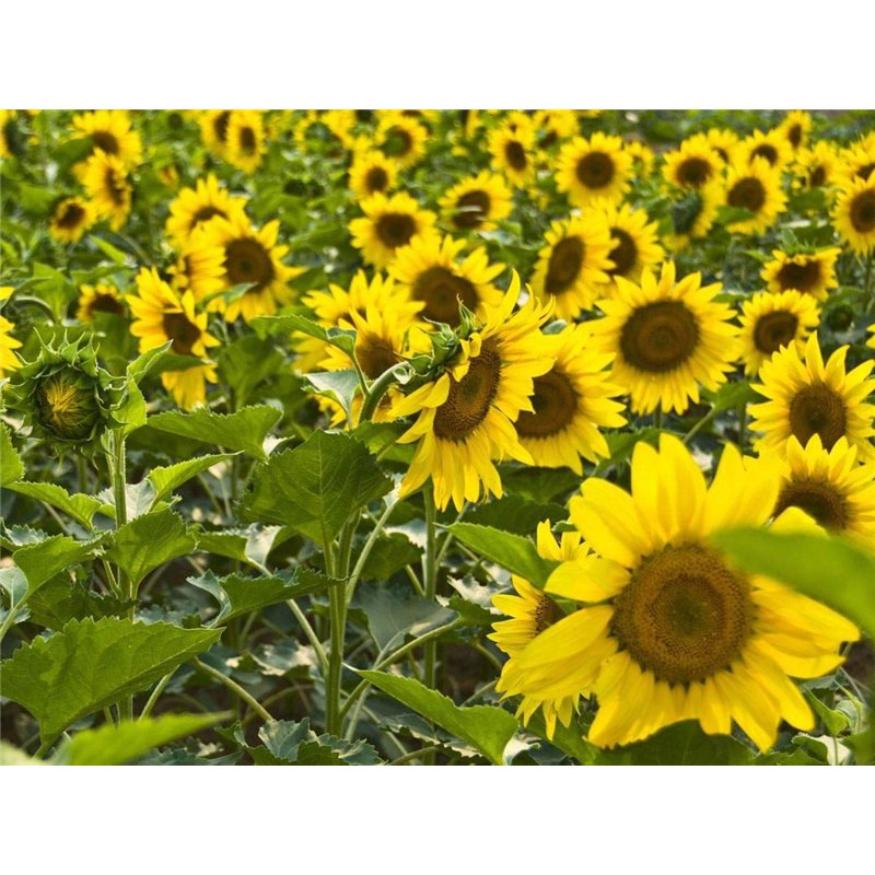 Lot de 20 graines de tournesol (Helianthus annus) bio non-OGM pour la maison Jardin Sunny Sun Flower Seeds Open Pollinated Seeds