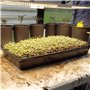 Mengxin 5 Paquets 10 x 20 inches Plastique Plateau de Culture Plateau Semises Réutilisable Bac pour Plantation Noir pour Hydropo