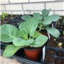 Mengxin 5 Paquets 10 x 20 inches Plastique Plateau de Culture Plateau Semises Réutilisable Bac pour Plantation Noir pour Hydropo