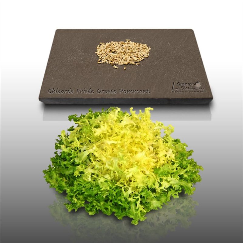250 graines à semer - Le Grenier d'Abondance - CHICOREE FRISEE Grosse Pommant Seule - Cichorium