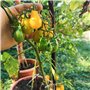 Kit de graines de tomates: lot de 8 variétés de semences de tomate pour le jardin et le potager intérieur - Variétés aromatiques