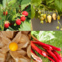 Ensemble de semences de fruits : graines potager de fruits de première qualité avec 8 variétés de plantes fruitières pour le jar