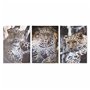 Cadre DKD Home Decor Léopard Colonial (50 x 1