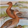 Cadre DKD Home Decor Verre Bois MDF Oiseaux (40 x 50 x 1,8 cm) (6 Unités)