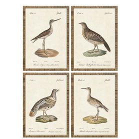 Cadre Home ESPRIT Beige Oiseaux Cottage 40 x 2