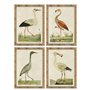 Cadre Home ESPRIT Beige Oiseaux Traditionnel 50 x 2