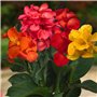 Collection de 5 Plantes Canna Géantes - Mélange de 5 Variétés - Grandes Plantes Vivaces Racines Nues des Pays-Bas (pas de graine