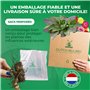 Collection de 5 Plantes Canna Géantes - Mélange de 5 Variétés - Grandes Plantes Vivaces Racines Nues des Pays-Bas (pas de graine