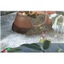 Pikmin 3 - Nintendo Selects